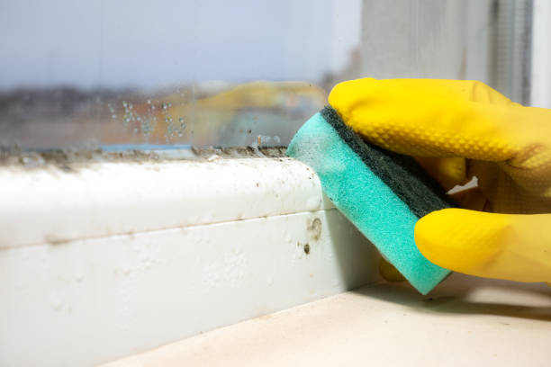 Home Mold Removal in Avenal, CA