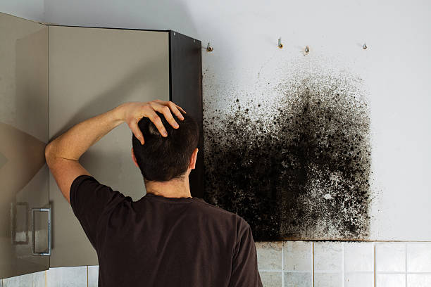 Avenal, CA Mold Removal Company