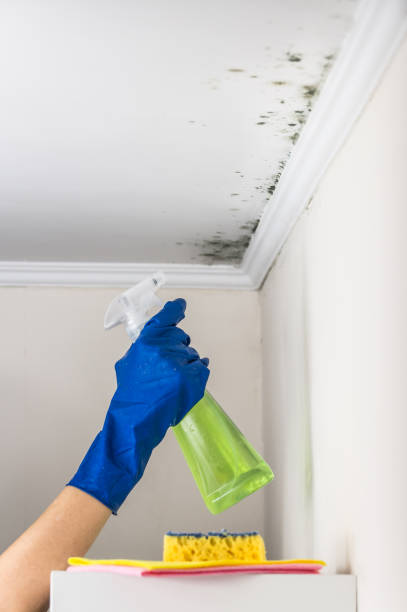 Best Mold Testing  in Avenal, CA