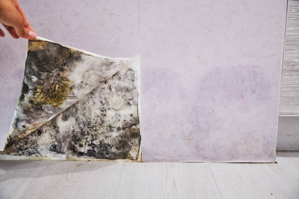 Best Same-Day Mold Removal  in Avenal, CA